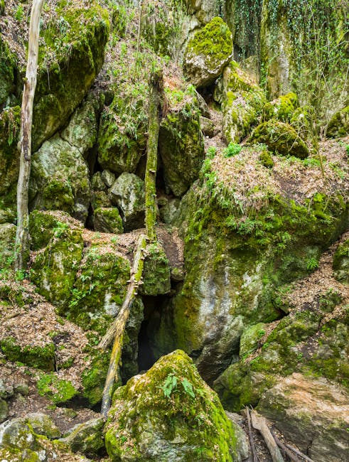 A dense woodland scene featuring large moss-covered rocks and boulders, with some showing signs of weathering and cracks. The rocks are surrounded by soil and leaf litter, with small ferns and moss pa
