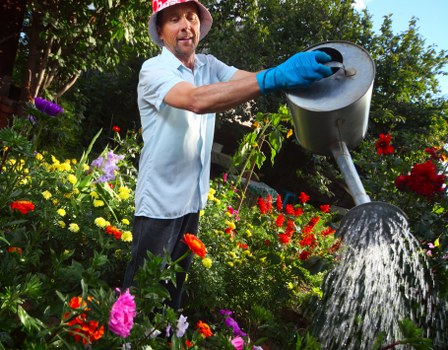 A man wearing a white shirt, red hat, and blue gardening gloves is watering a garden bed filled with a variety of colourful flowers including red, pink, and yellow blooms. He stands amidst lush green foliage and trees in a well-maintained outdoor space, with sunlight filtering through the branches, suggesting a bright, clear day. The garden features a dense distribution of flowering plants alongside neatly trimmed hedges, creating a vibrant and inviting atmosphere typical of a landscaped residential garden in Chislehurst. The man’s focused action of watering indicates routine outdoor maintenance, supported by the presence of a garden hose or watering can. The scene showcases a combination of natural and cultivated plantings, emphasizing healthy, thriving plants and well-organized garden spaces, which aligns with professional gardening services aimed at enhancing outdoor areas in local communities like Chislehurst and surrounding areas in Bromley postcode regions.